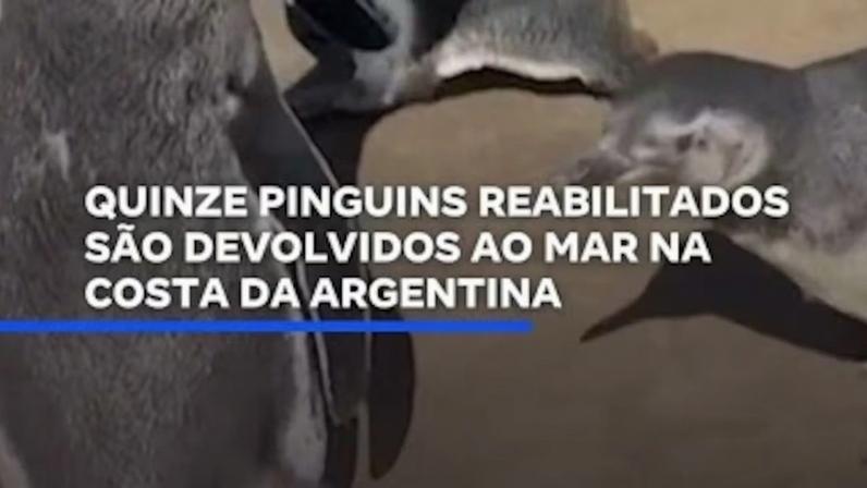 Quinze pinguins reabilitados são devolvidos ao mar na Argentina