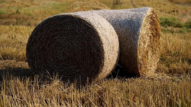 Palha, útil desde a antiguidade, evolui com novas aplicações