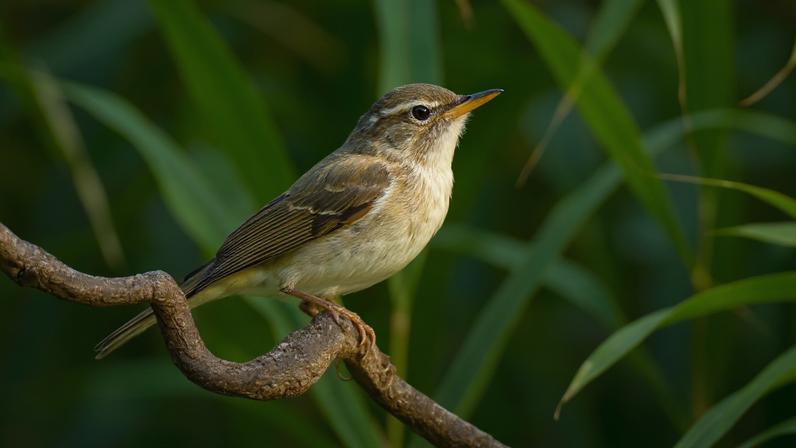 Nova espécie de ave é descoberta no Japão após 45 anos