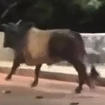 Touro foge de festa no Espírito Santo e é capturado em Minas Gerais