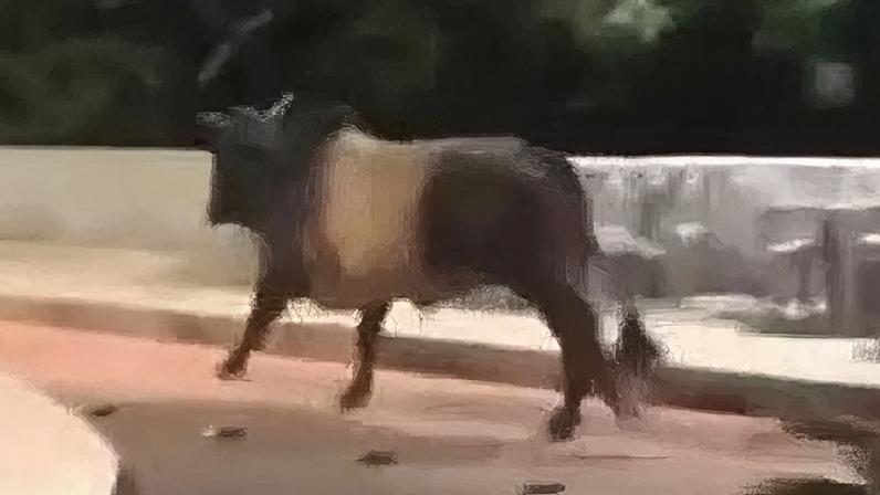Touro escapa de rodeio no Espírito Santo