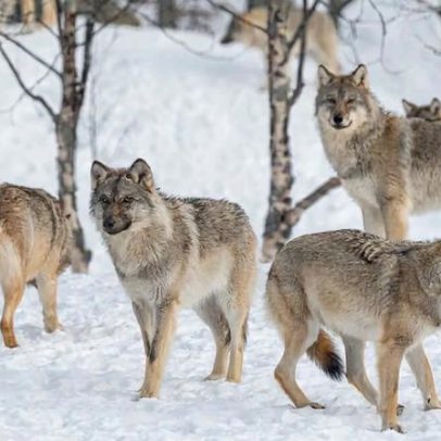 8 curiosidades sobre como os animais caçam na natureza