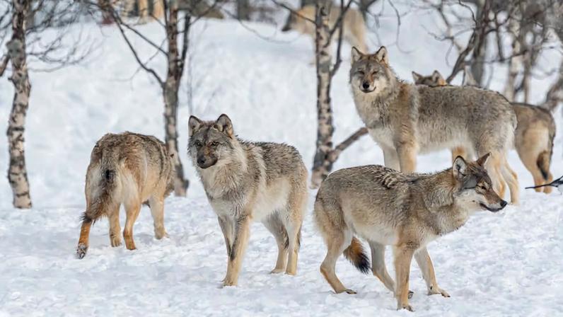 8 curiosidades sobre como os animais caçam na natureza