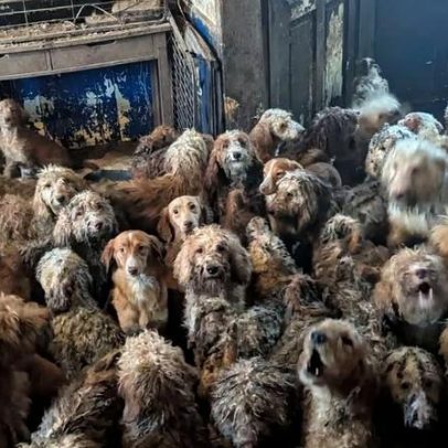 Imagem de 250 cães resgatados revela urgência de campanha de castração