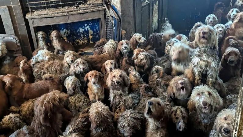 A imagem é forte e, até pela dureza e absurdo que representa, acaba gerando desconfiança