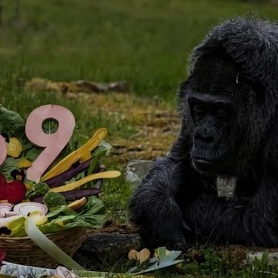 Gorila Fatou completa 69 anos e simboliza longevidade em cativeiro