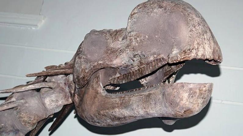 Fóssil mostra dinossauro com nariz poderoso e hábitos alimentares incomuns