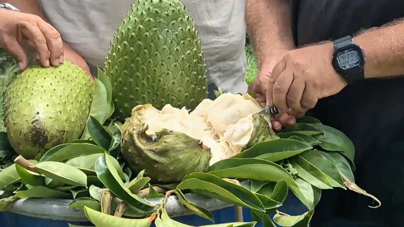 Produção de graviola no município varia entre 2.000 e 3.000 toneladas por ano
