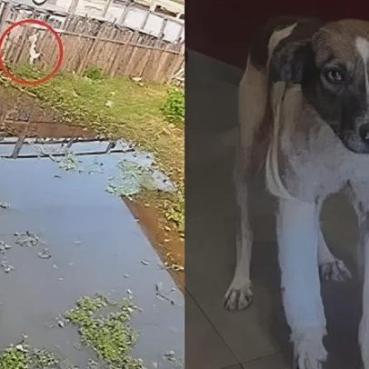 Ciclista empurra cadela de passarela e ela fica ferida no Pará