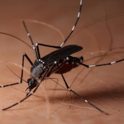 Chikungunya cresce em Dourados e aumenta ocupação de leitos