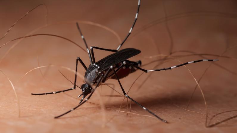 Chikungunya cresce em Dourados e aumenta ocupação de leitos