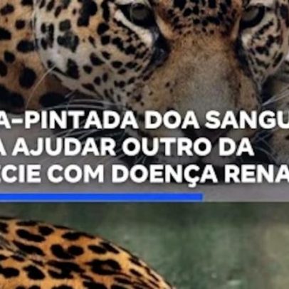 Onça-pintada doa sangue para ajudar outra da espécie com doença mental