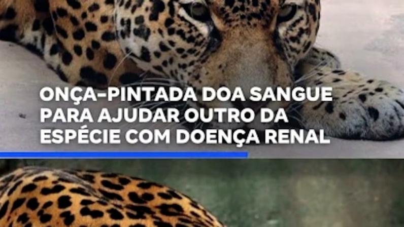 Onça-pintada doa sangue para ajudar outra da espécie com doença mental