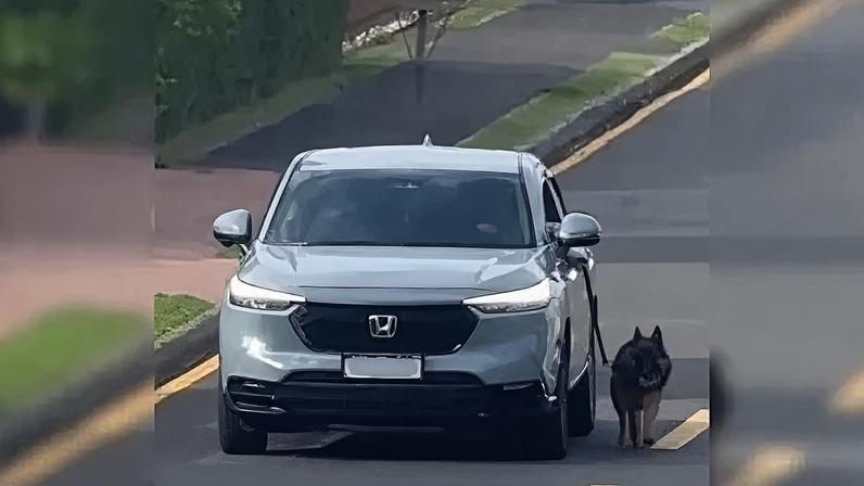 O caso ocorreu em Ponta Grossa, onde um idoso de 75 anos foi identificado após imagens mostrarem o animal sendo puxado por veículo em movimento