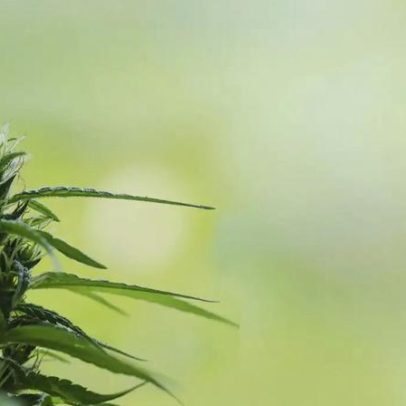 Trump altera classificação da maconha e amplia acesso à substância nos EUA