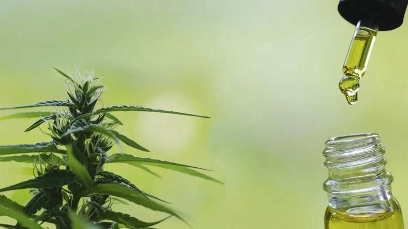 REMÉDIO: Novos produtos à base de Cannabis estão chegando ao mercado, mas ainda faltam estudos robustos comprovando eficácia para diversas indicações (Foto: iStock/VEJA)