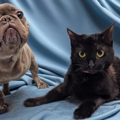 Cão e gato de três patas criam amizade em hospital e são adotados juntos
