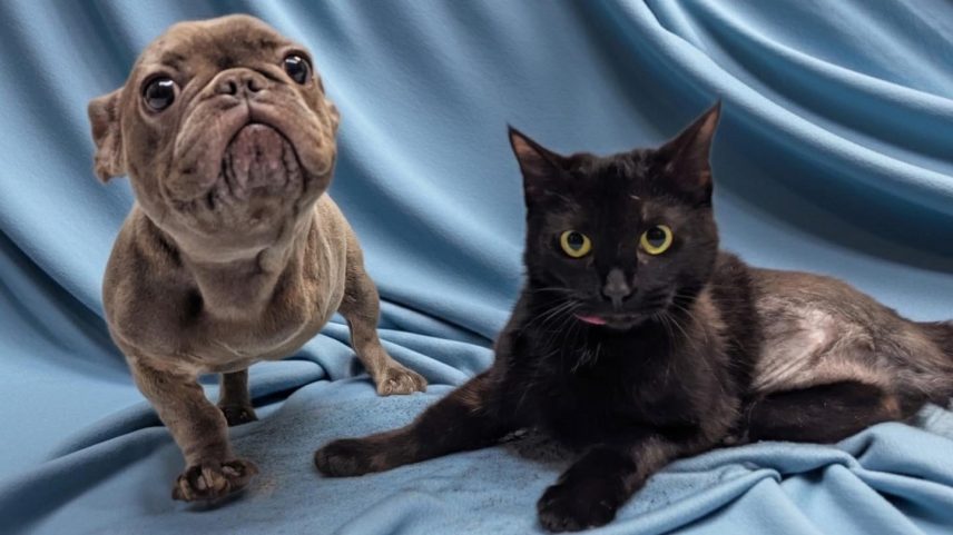Pets se conheceram durante o período de recuperação no hospital