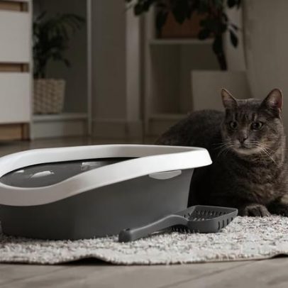 10 itens essenciais para casas com gatos
