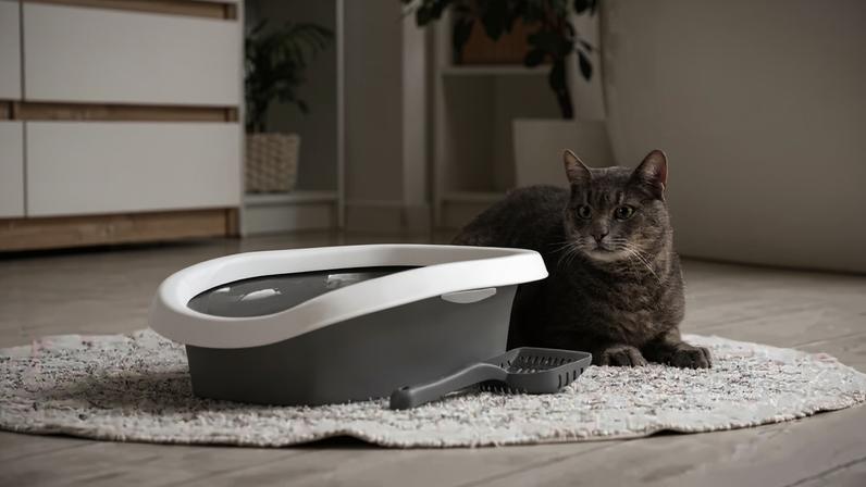 10 itens essenciais para casas com gatos