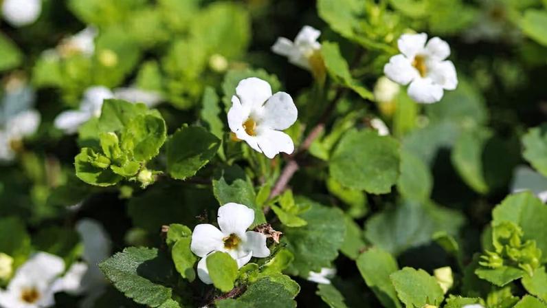 Bacopa monnieri pode reduzir cansaço e estresse, segundo pesquisa