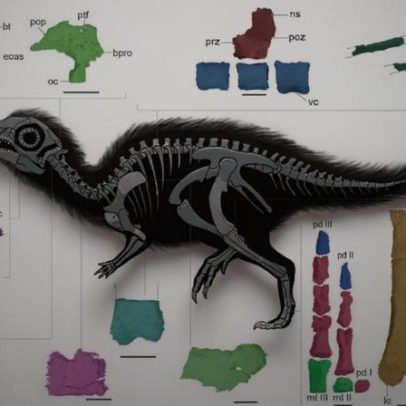 Filhote de dinossauro preservado em rocha traz evidências sobre dieta