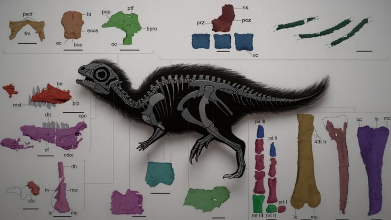 Anatomia esquelética do Doolysaurus huhmini com estruturas detalhadas e abreviações técnicas ilustradas (Imagem: Jung J, Kim M, Jo H, Clarke JA (2026),Fossil Record 29(1): 87-
