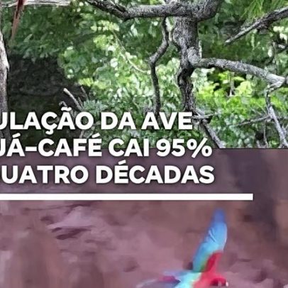 População da ave Agujá-café cai 95% em 40 anos