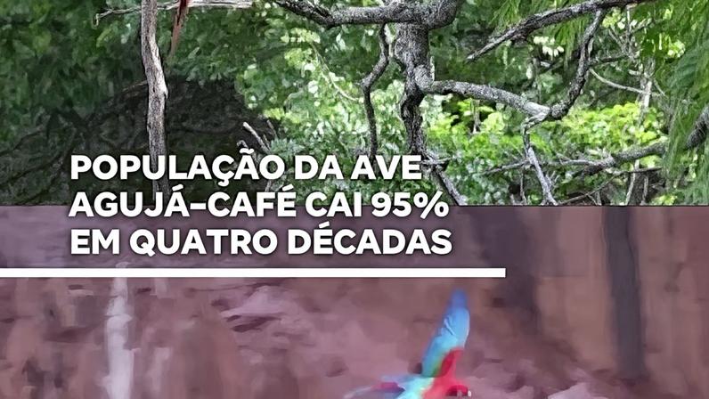 Reprodução canal do Youtube Record News