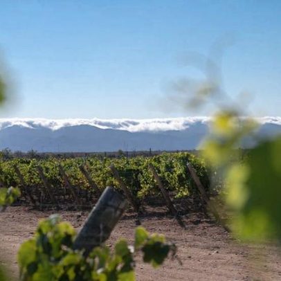 Concha y Toro lança subsidiária focada em Chardonnay e Pinot de Limarí
