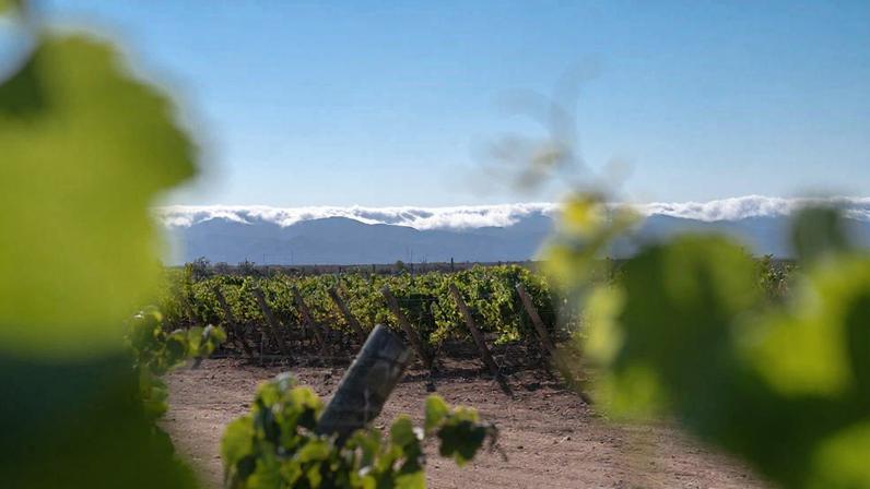 Viñedo Quebrada Seca, VIna Amelia, CYT