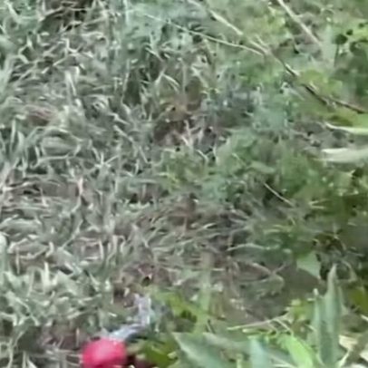 Vila Real em Marília: dois cães foram resgatados de penhasco