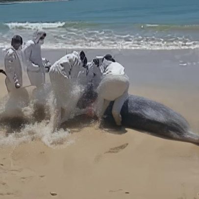 Baleia morre após encalhar em praia do litoral sul da Paraíba