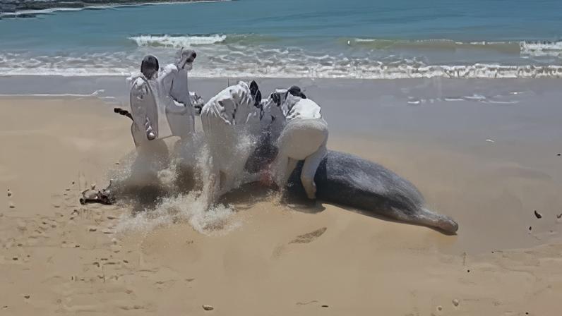 Baleia morre após encalhar em praia do litoral sul da Paraíba