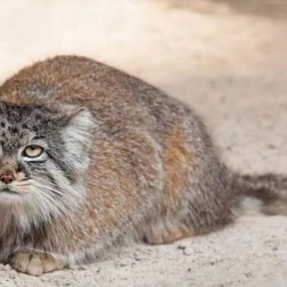 Gato-de-Pallas: pequeno, selvagem e ameaçado, é apresentado