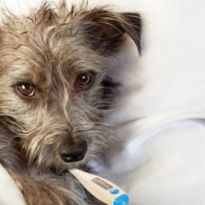 Por que meu cachorro perdeu o interesse pela ração: causas reais e soluções
