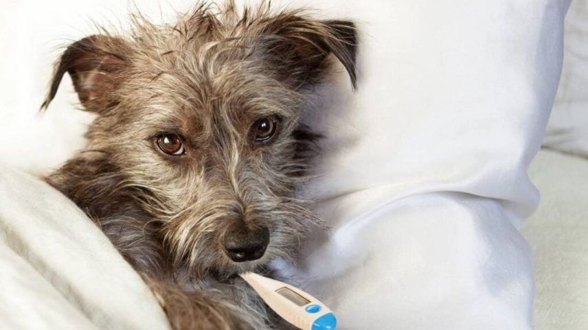 Por que meu cachorro perdeu o interesse pela ração: causas reais e soluções