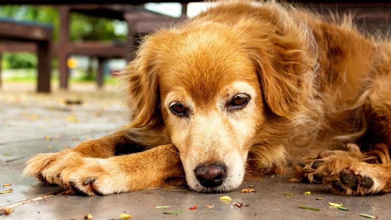 6 sinais no comportamento do pet que merecem atenção