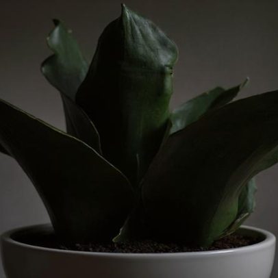 Espada-de-São-Jorge: o que é fato e o que é exagero sobre a planta