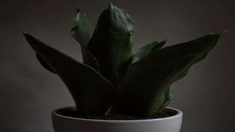 Espada-de-São-Jorge: o que é fato e o que é exagero sobre a planta