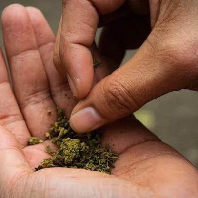 Empresas de cannabis sobem na bolsa após mudança na postura dos EUA