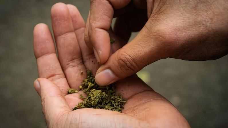 Empresas de cannabis sobem na bolsa após mudança na postura dos EUA