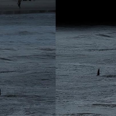 Tubarão é flagrado próximo a crianças em praia de SP
