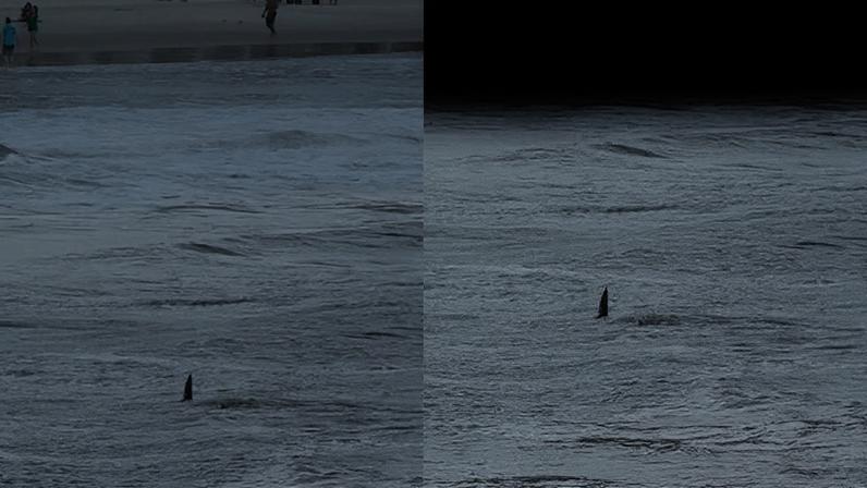 Tubarão aparece perto de banhistas e chama atenção em praia do litoral paulista (Imagem: Marcelo Tadeu/ @Inhosurff/ Instagram)