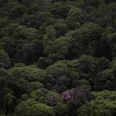Restaurar a Mata Atlântica também é política econômica, aponta estudo