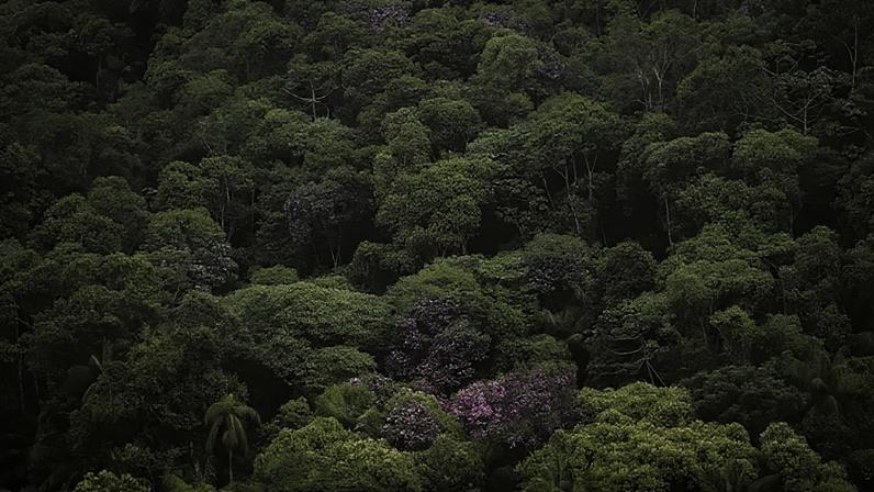Restaurar a Mata Atlântica também é fazer política econômica