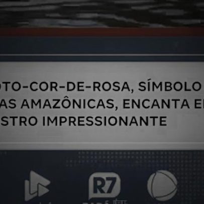Boto-cor-de-rosa surge nas águas da Amazônia, destacando a unicidade da região