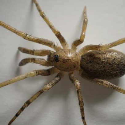 Nova espécie de aranha recebe nome em homenagem ao Pink Floyd