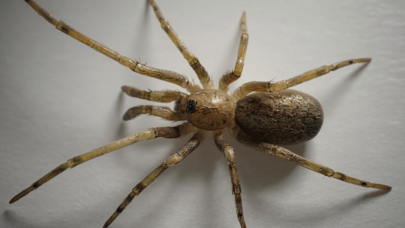 Aranha do gênero Pikelinia mede entre 3 e 4 milímetros