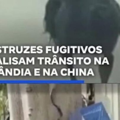 Avestruzes fugitivos paralisam trânsito na Tailândia e na China
